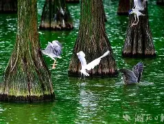 瑞典代表团喜拔头筹，光宗耀祖